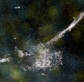 Bird imprint on window, David Fancher