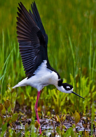 Black-necked Stilt by Alan Wilson