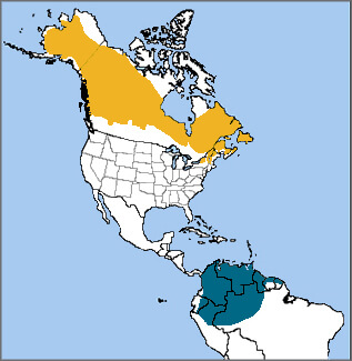 Blackpoll Warbler map, NatureServe