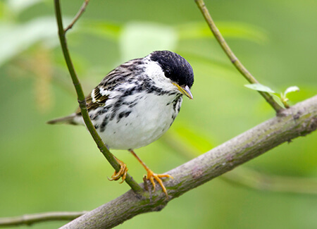 Blackpoll Warbler male in breeding plumage in New York City's Central Park. Photo © Michael Stubblefield