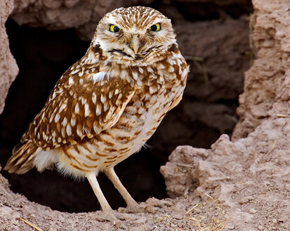 Burrowing Owl by Alan Wilson