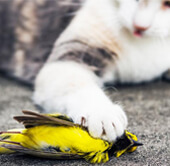 Cat and bird, forestpath/Shutterstock