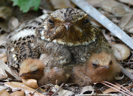 Chuck-will's-widow and chicks, Dick-Snell