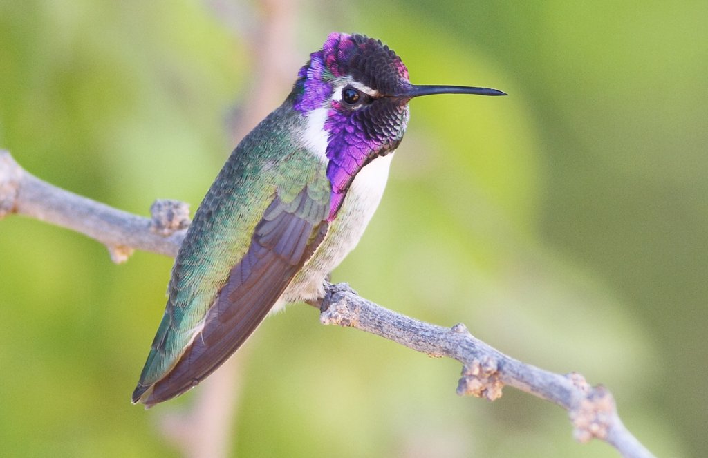 Costa's Hummingbird by Greg Homel, Natural Elements Productions