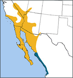 Costa's Hummingbird map, NatureServe