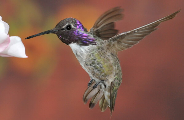 Costa's Hummingbird, Takahashi Photography, Shutterstock
