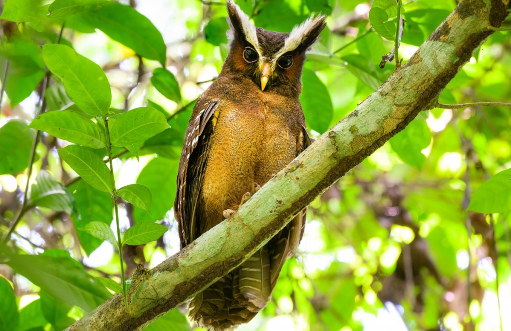 Crested Owl by FotoRequest, Shutterstock