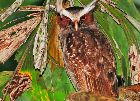 Crested Owl, (by) spatuletail, Shutterstock