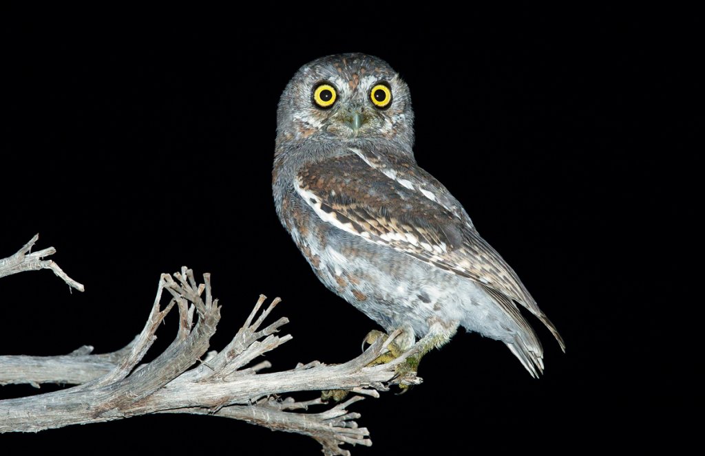 Elf Owl by Agami Photo Agency, Shutterstock