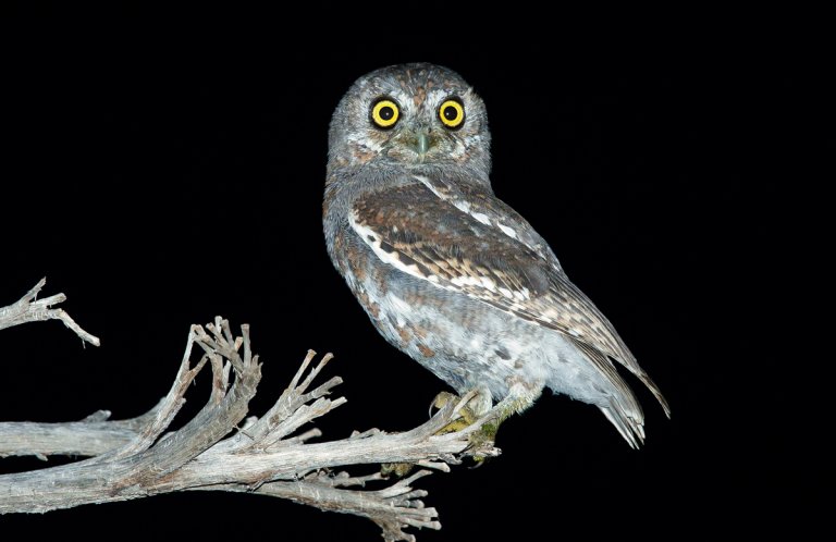 Elf Owl by Agami Photo Agency, Shutterstock