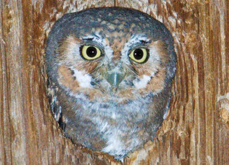 Elf Owl - American Bird Conservancy