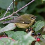 Female Black-throated Blue Warbler Foraging in Fall. Photo by FotoRequest, Shutterstock.