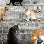 Feral cats by John Honeywell