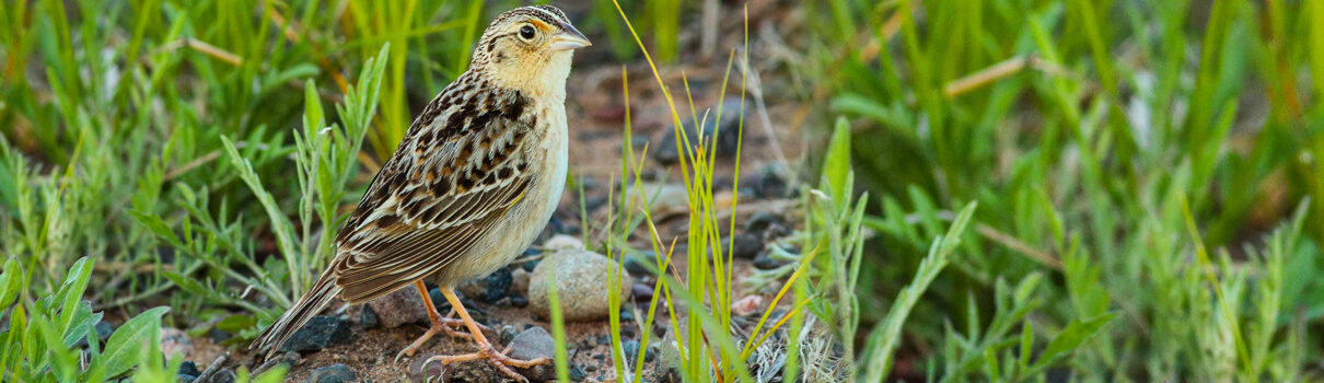 Grasshopper Sparrow, Bruce Beehler