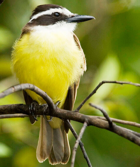 Great Kiskadee by Owen Deutsch