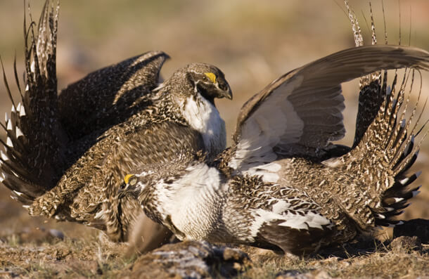 Greater Sage-Grouse, Noppadol Paothong