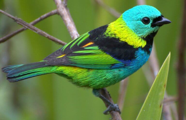 Green-headed Tanager, Dario Sanches