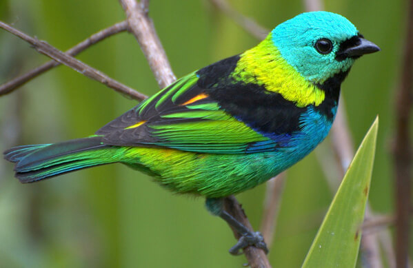 Green-headed Tanager, Dario Sanches