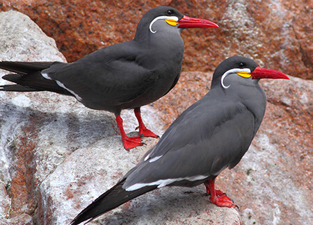 Inca Tern pair. Photo by Greg Homel