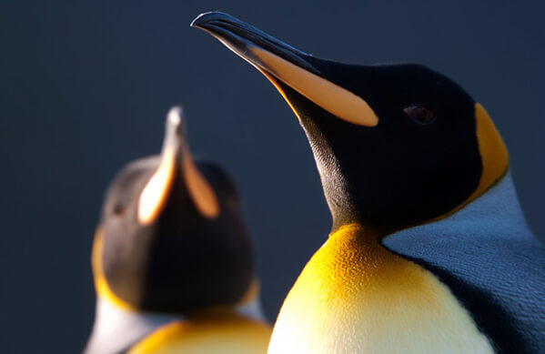 King Penguin, Ted Cheeseman
