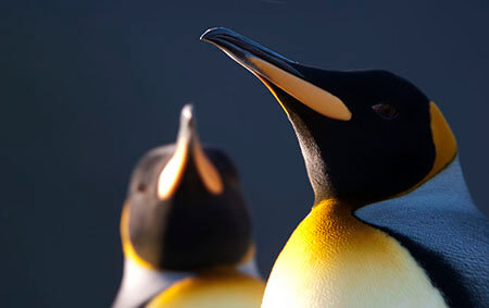 King Penguin by Ted Cheeseman