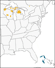Kirtland's Warbler map, Map , maintained by the Cornell Lab of Ornithology, Ithaca, NY