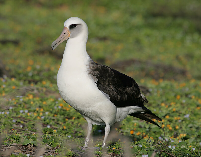 Laysan Albatross by Michael Walther