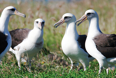 Laysan Albatrosses by Bill Hubrick
