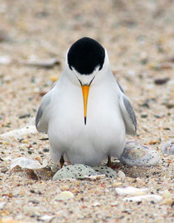 Least Tern byGreg Lavaty