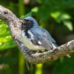 Male Black-throated Blue Warbler singing. Photo by Owen Deutsch.