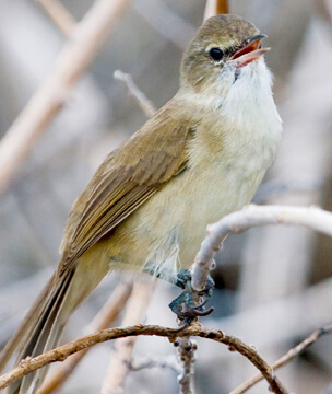 Niahoa Millerbird by R. Kohley