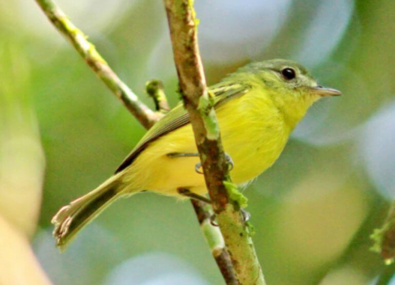 Antioquia Bristle-Tyrant - American Bird Conservancy