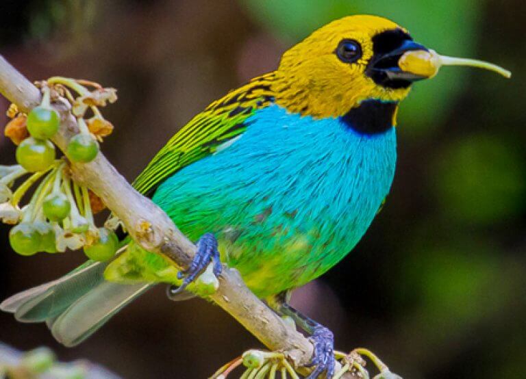 Gilt-edged Tanager - American Bird Conservancy