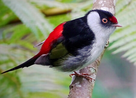 Pin-tailed Manakin, Aisse Gaertner