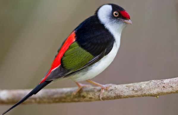 Pin-tailed Manakin, Ciro Albano