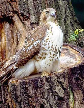 Red-tailed Hawk by Michael Stubblefield