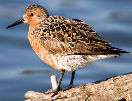 Red Knot by Eleanor Briccetti