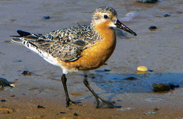 Red Knot, Mike Parr