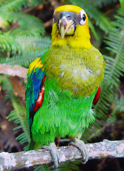 Saffron-headed Parrot, Fundacion ProAves
