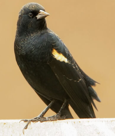 Tricolored Blackbird by Tom Grey