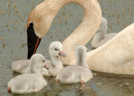 Trumpeter Swan with cygnets, Arnie Frederickson, The Trumpeter Swan Society