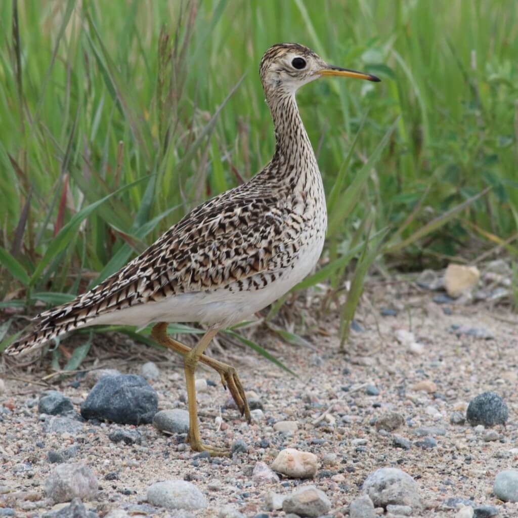 Upland Sandpiper at Felton Prairie. Photo by Bruce Beehler