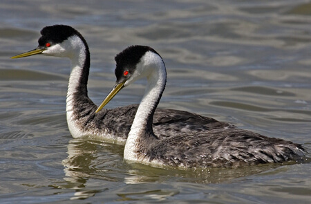 Western Grebes by Alan Wilson