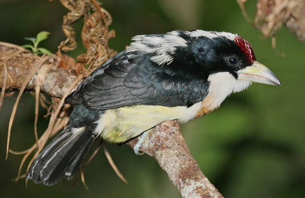 White-mantled Barbet, Joe Tobias