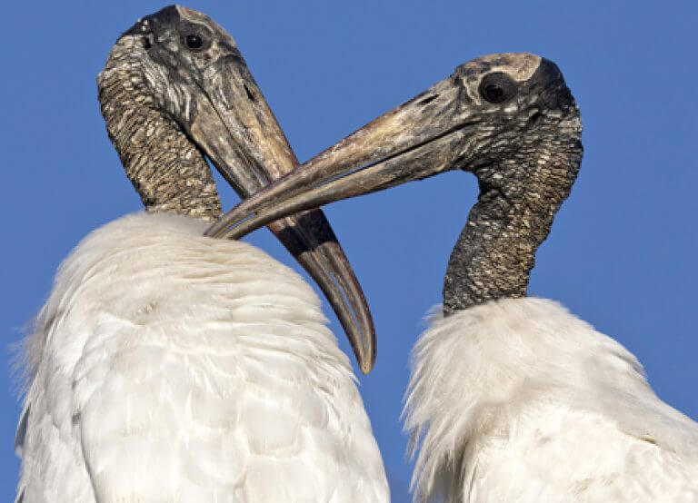 Wood Stork - American Bird Conservancy