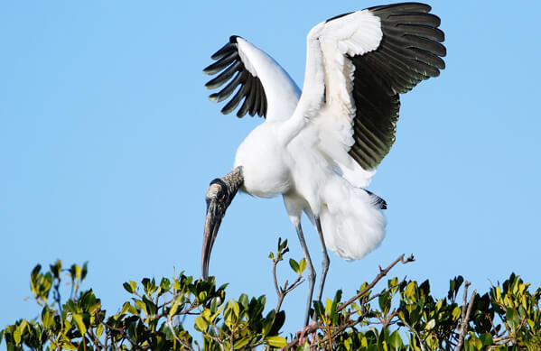 Wood Stork, Don Mammoser, Shutterstock
