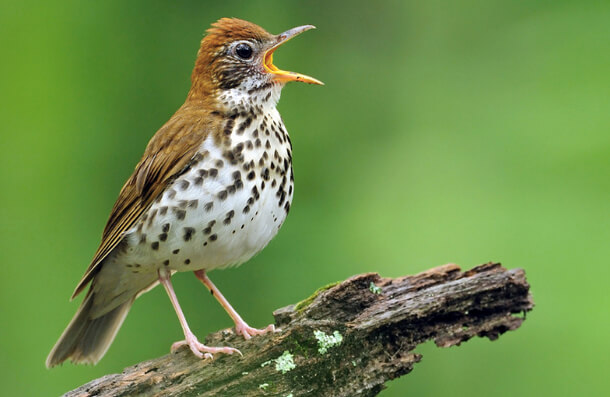 Wood Thrush, Ed Schneider