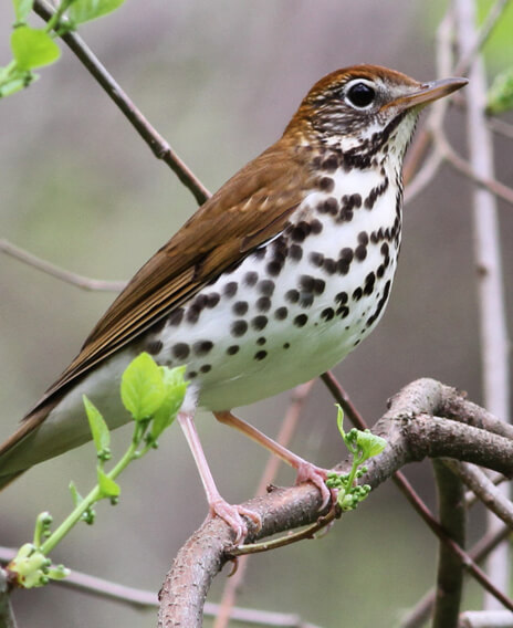 Wood Thrush by Mike Parr