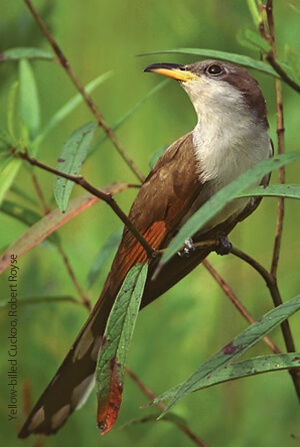 Yellow-billed Cuckoo by Robert Royse