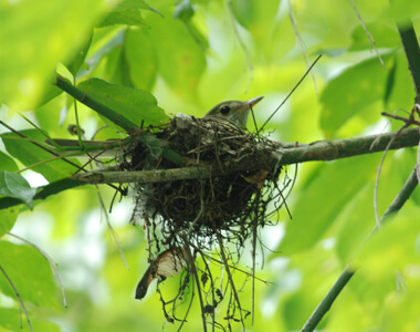 Acadian Flycatcher
